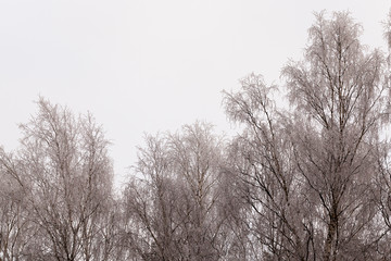 Fototapeta na wymiar winter day after a snowfall