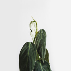 Pholodendron Gigas leaves on a white background, creative tropical plant concept
