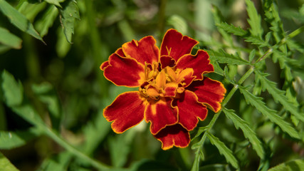 Rot Orange Blume