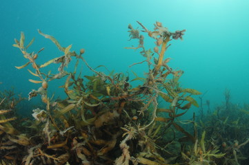 Tangled Carpophyllum sea weeds in shallows of murky harbor.