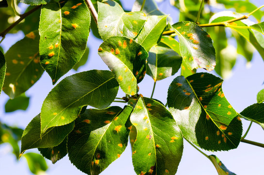 Rust on pear leaves, fruit plant disease. 