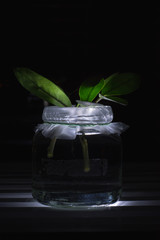 Zamia plant offspring in a glass