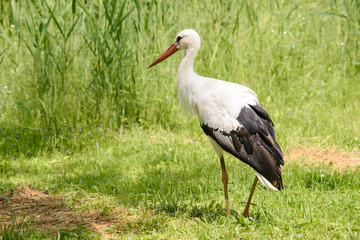 Young beautiful stork near swamp during the spring nesting period