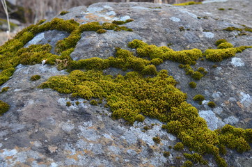 Natural moss on the stone