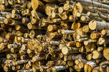 hardwood tree stack prepared for processing