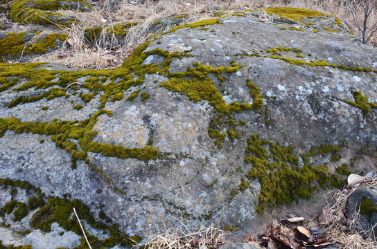 Natural moss on the stone