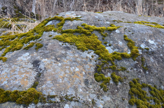 Natural moss on the stone