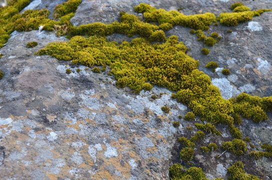 Natural moss on the stone