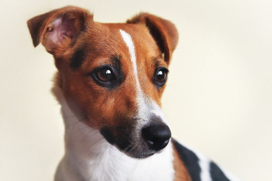 Jack Russell terrier dog with white background, detail on her head