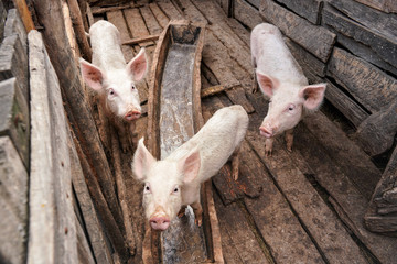 Three small pigs in small wooden stall, people are poor in Madagascar so even animals are rather thin without being fed well