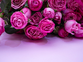 Pink roses on pink background. Copy space.