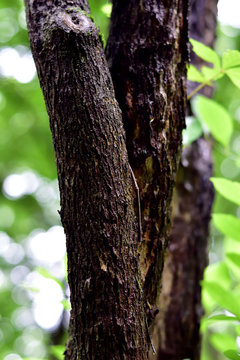 Rain-soaked Tree Trunks