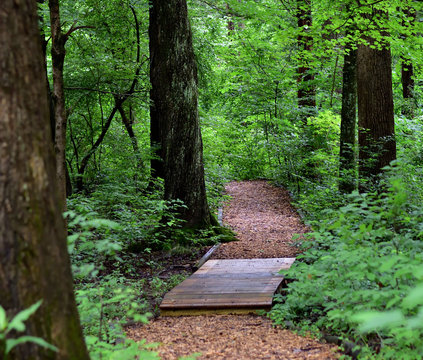 Pathway Into the Woods