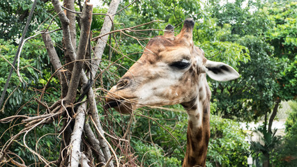  giraffe eating  in nature