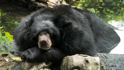 Asiatic Black Bear