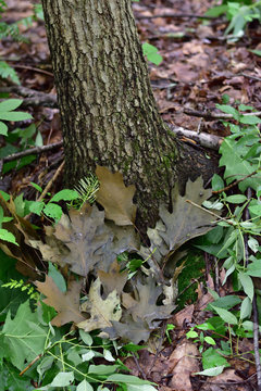 Pile of Leaves