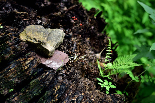 Stones in Tree Trunk