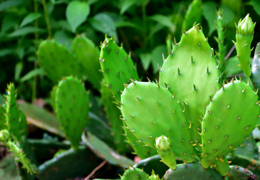 Cacti Family