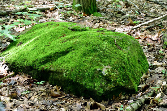 Mossy Green Rock