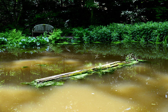 Reflection Pond