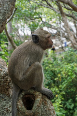 A monkey sitting on the big tree, the background is green leaves do not focus. Side of the macaques