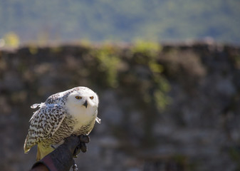 La chouette harfang ou chouette des neiges appartient à la famille des grands ducs. Animal qui vit dans le grand nord.