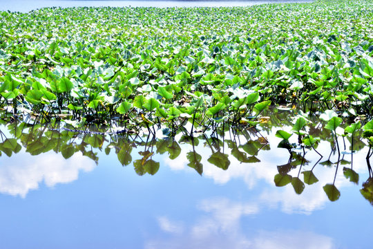 Lily Pond