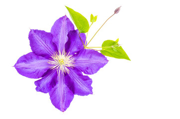 Purple clematis flower isolated on white background. 