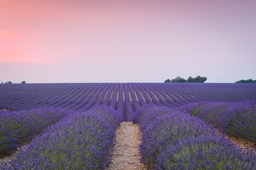 Naklejka na ściany i meble blooming lavender fields of france