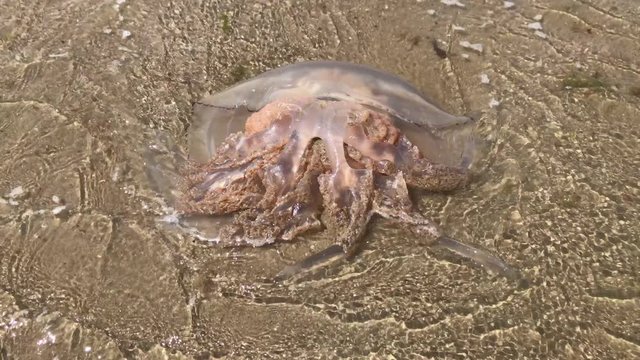UK June 2019 - Waves lap over a Barrel Jellyfish stranded on the shoreline.