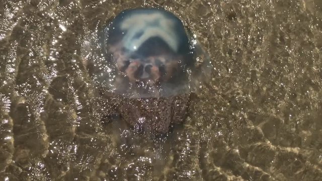 UK June 2019 - a large Barrel Jellyfish floats in shallow water near the shore.