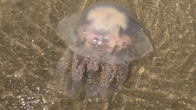 UK June 2019 - a large Barrel Jellyfish floats in shallow water near the shore.