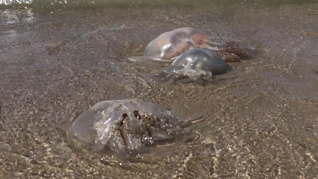 UK June 2019 - Small waves lap over Barrel Jellyfish beached on the shoreline.
