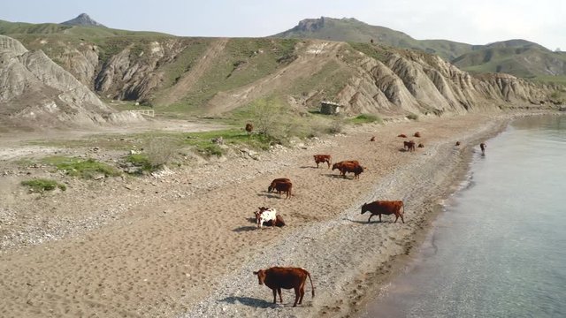 Drone aerial view along the coastline. Herd cow resting on sandy sea beach. Sand covered with hoof mark. Cow stand at water edge. Sea foam touches hooves. Majestic wooded mountains and rocky cliffs 