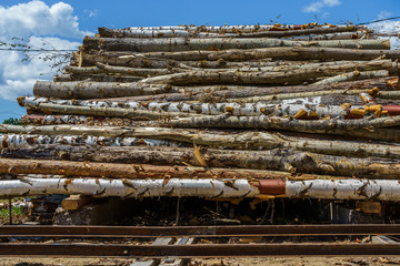 hardwood tree stack prepared for processing