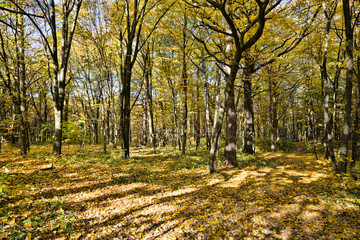 forest growing on hilly terrain