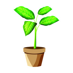 Set of vector realistic detailed house plant for interior design and decoration.Tropical plant for interior decor of home or office.Unique artwork for your design.