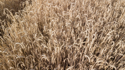Global warming. View from a height of 4 meters on a wheat field. Natural color in the evening light.