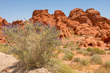 Valley of fire State Park Nevada USA