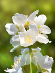 Fototapeta na wymiar white jasmine flowers
