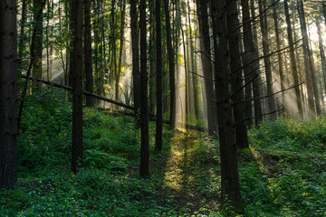 Obraz premium Foresta casentinese