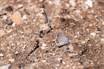 Blue butterfly with closed wings on a sunny day