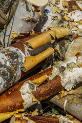 Fototapeta premium birch logs with white bark
