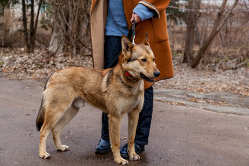 red dog mongrel on walks