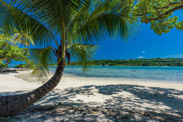 Palm trees on a tropical beach, Vanuatu, Erakor Island, Efate