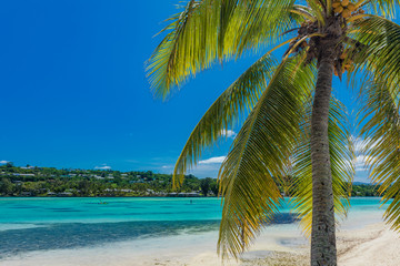 Naklejka na ściany i meble Palm trees on a tropical beach, Vanuatu, Erakor Island, Efate