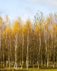 autumn landscape