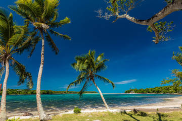 Palm trees on a tropical beach, Vanuatu, Erakor Island, Efate