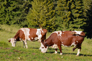 Fototapeta na wymiar Two cows grazing in the French Alps in the Haute-Savoie department in the Rhône-Alpes region in south-eastern France
