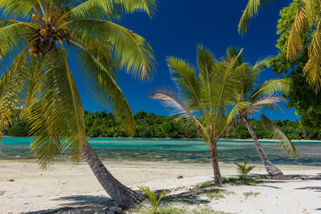 Palm trees on a tropical beach, Vanuatu, Erakor Island, Efate